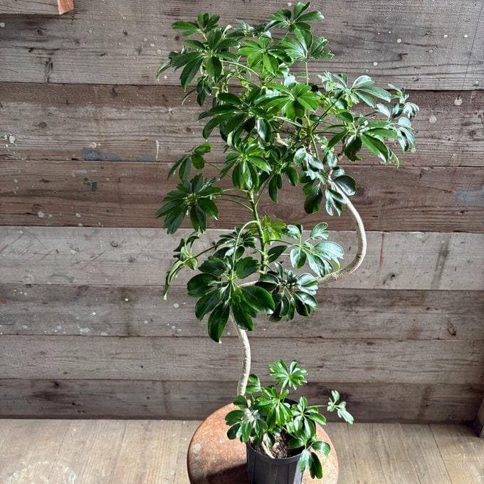 ■ポットごと♡シェフレラ♡レナータ♡５号サイズ♡ ハート型の葉っぱ♡観葉植物♡ Amazon｜○ポットごと?シェフレラ?レナータ?5号サイズ? ハート型の